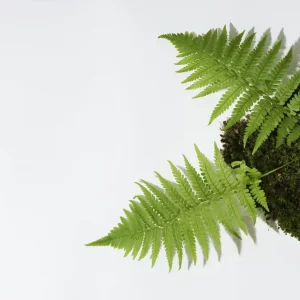 Nature et soin de la peau